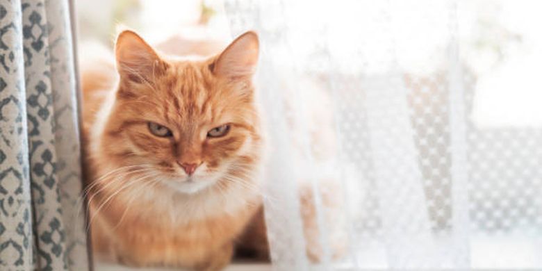5 Perilaku Manusia yang Dibenci Kucing Apa Saja? - Kompas.com - KOMPAS.com