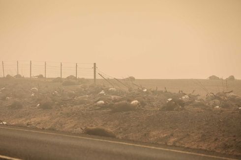 Kebakaran di Australia, Pemerintah Siapkan Kuburan Massal untuk Ratusan Ribu Hewan Ternak