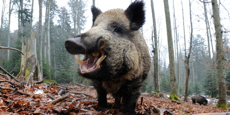  Ilustrasi babi hutan (Sus Scrofa)