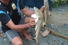 Viral Temuan Hiu Saat Banjir Sentani, Peneliti LIPI Ungkap Spesiesnya