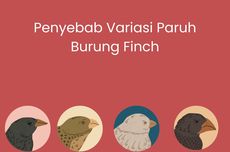 Penyebab Variasi Paruh Burung Finch