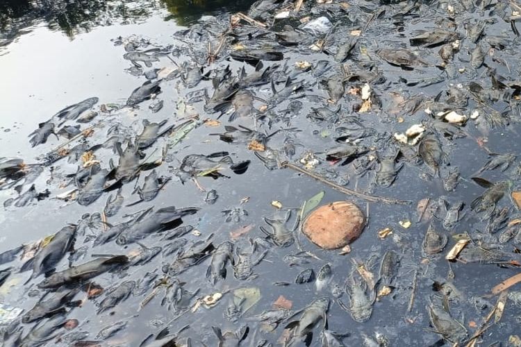 Di Balik Pembasmian Ikan Sapu-sapu, Ada Masalah Lebih Besar di Sungai Jakarta