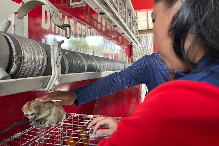 Geger Kukang Muncul di Tengah Permukiman Samarinda, Tubuhnya Penuh Bekas Luka