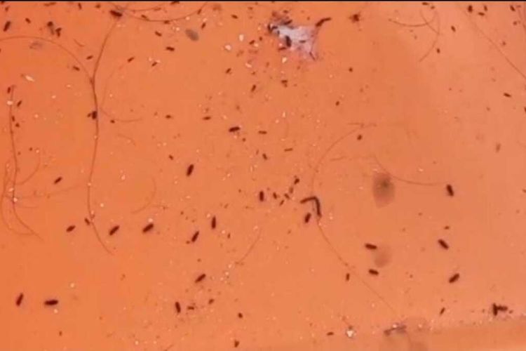 Warga Sekitar Gudang Bulog di Karawang Keluhkan Teror Kutu Beras Masuk Rumah
