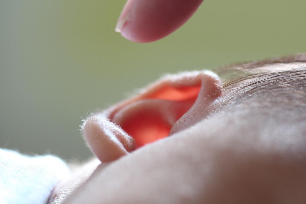 Telinga adalah salah satu organ yang tersusun dari tulang rawan. 