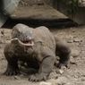 Komodo, Hewan Asli Indonesia yang Dilindungi