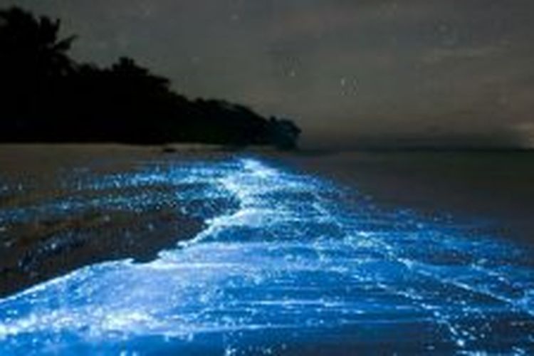 Peristiwa bioluminescence yang disebabkan oleh ganggang api.