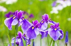 Mengenal Asal Usul dan Arti Bunga Iris Berdasarkan Warnanya