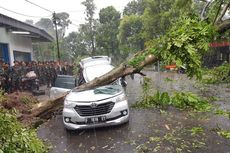 Mobil Tertimpa Pohon, Ibu di Bogor Tewas Saat Jemput Anak ke Sekolah