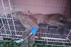 Kucing Emas Ditemukan Warga Solok dalam Keadaan Kritis, Luka Infeksi di Kaki