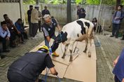 Mengenal JULEHA, Juru Sembelih Halal yang Berperan Penting saat Idul Adha
