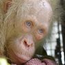 Inilah Nama Baru untuk Orangutan Albino dari Kalimantan