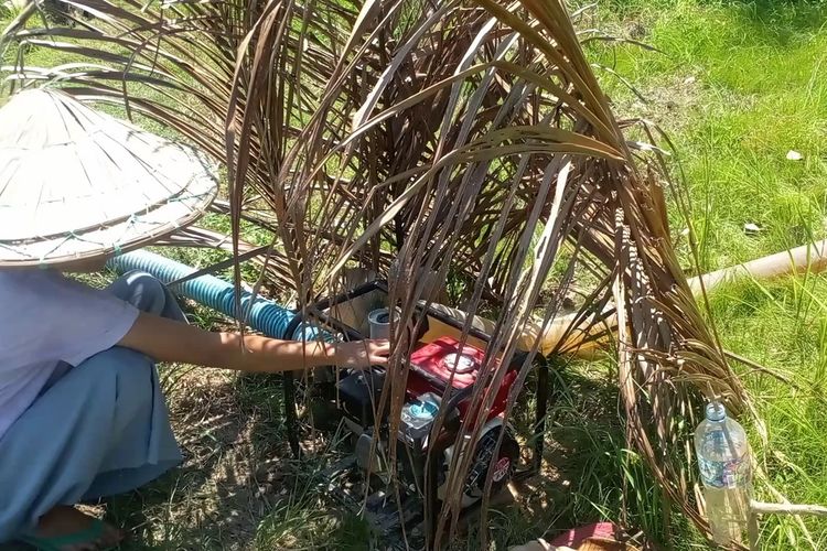 Tanah Retak dan Padi Terancam Mati, Petani di Luwu Sedot Bensin Motor demi Operasikan Pompa Air