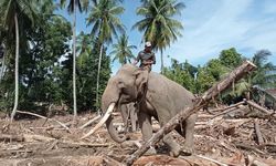 Nestapa Gajah Sumatera