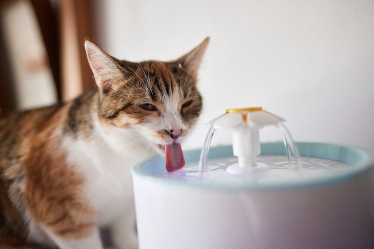 Ilustrasi kucing minum air dari pancuran.