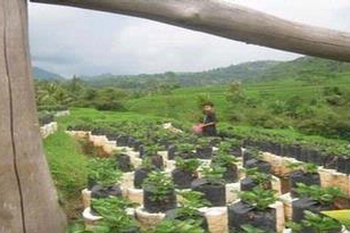 Wisata Kebun Stroberi Diminati