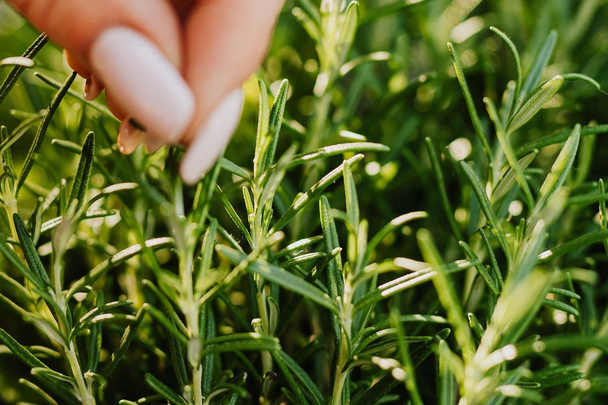 Ilustrasi tanaman Rosemary, daun Rosemary. 