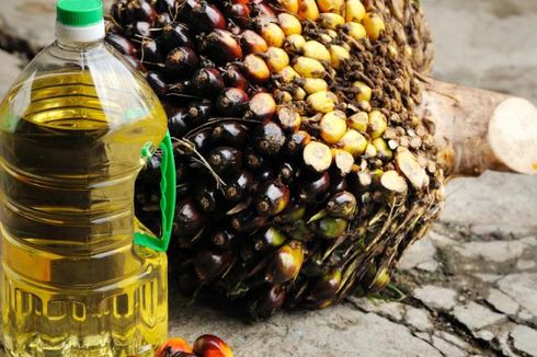 Bulan Ini, Harga Kelapa Sawit Sudah Naik 2,3 Persen