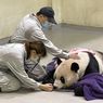Panda Raksasa yang Diberikan ke Taiwan oleh China Mati Setelah Menderita Kejang