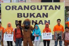 COP: Stop Kejahatan terhadap Orangutan!