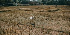 Hadapi El Nino, Ekonom Sarankan Petani Gunakan Asuransi Pertanian