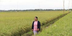 Kadis Dinas Hortikultura dan Peternakan Kalteng Bantah Kabar Food Estate Gagal Panen