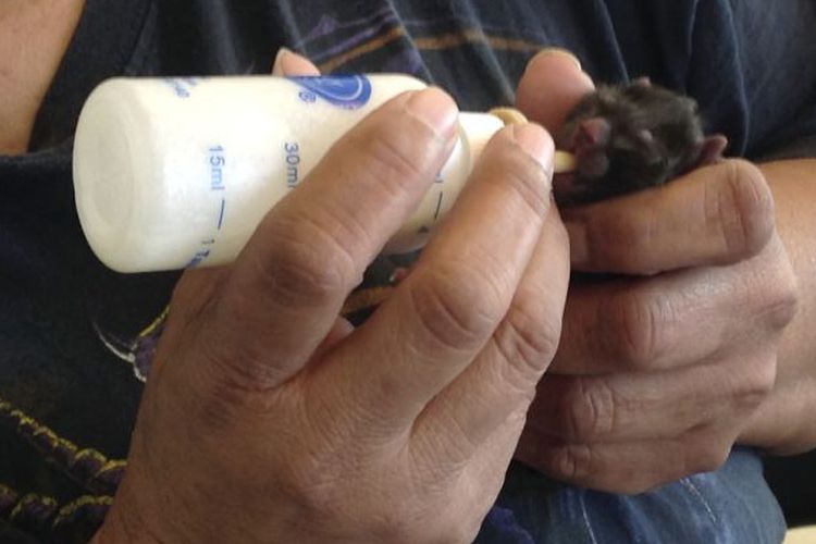 Diane Chase, memberi minum susu untuk salah satu dari empat anak kucing yang dilahirkan dari seekor kucing betina liar, yang terpaksa menjalani eutanasia, karena kepalanya tersangkut di dalam botol selai kacang.  