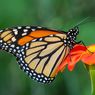 Suhu Bumi Meningkat, Kupu-kupu Monarch Makin Rentan Parasit
