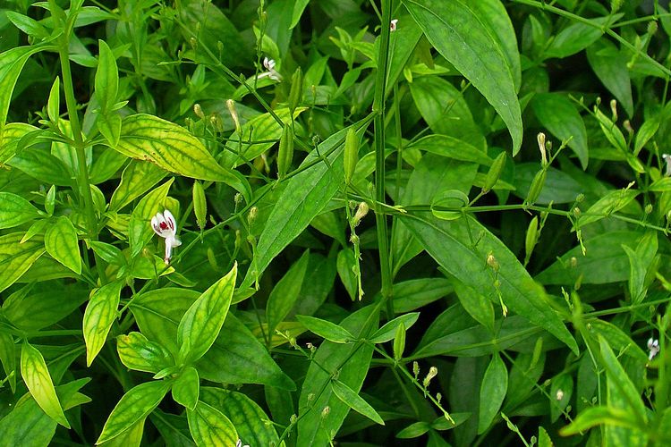 Ilustrasi tanaman sambiloto, daun sambiloto.