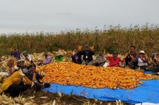 Melalui Program Intercrop, Toba Pulp Lestari Dorong Produktivitas Lahan Petani Binaan