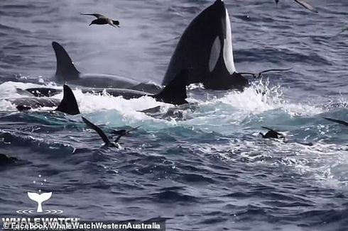 [POPULER SAINS] 75 Orca Mangsa Paus Biru | Viral Cabai Dicat Merah