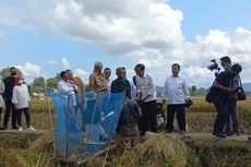 Dapat Laporan Harga Gabah di Kebumen Rp 4.200, Jokowi: Memang Terlalu Rendah