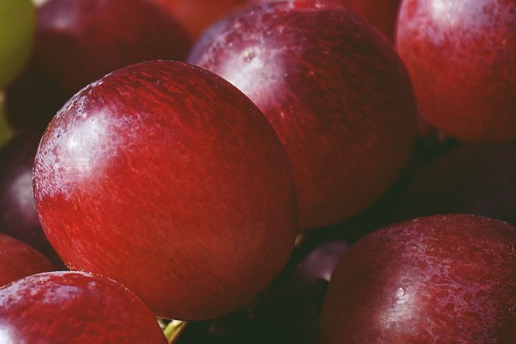 Ilustrasi buah anggur