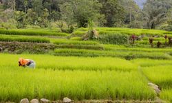 Antisipasi Kekurangan Beras Dampak El Nino, Begini Strategi Pemerintah