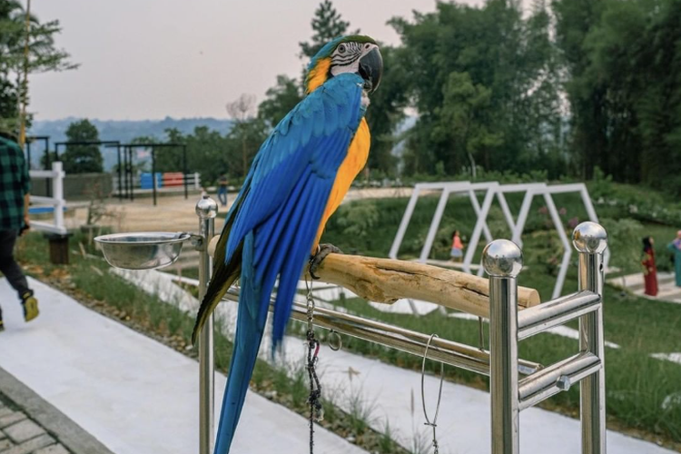 Burung makaw di area Mini Zoo Umah Madu, Puncak.