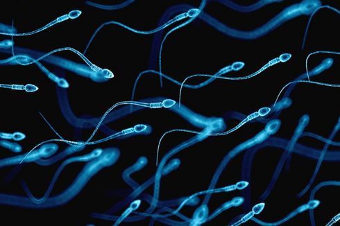 Sperma Manusia Dikirim ke Luar Angkasa, Apa Tujuannya?