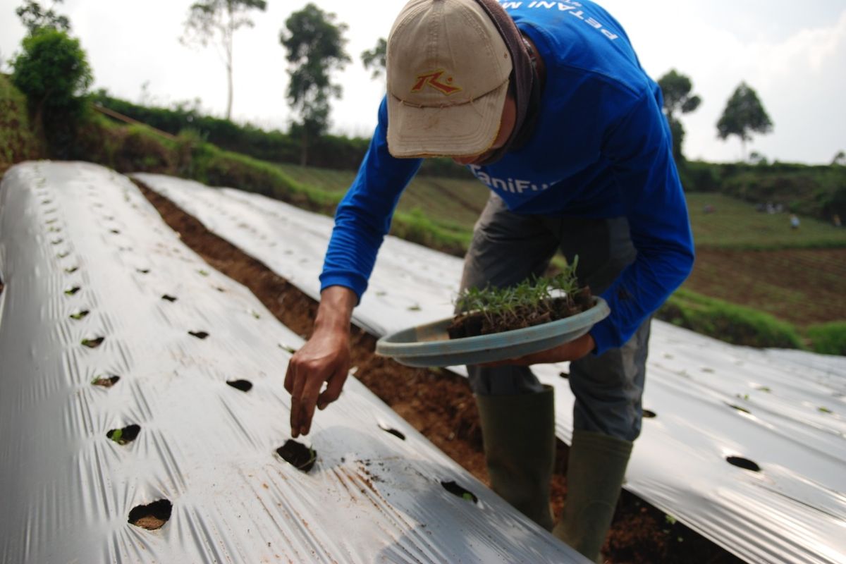 Seorang petani tengah bekerja di perkebunan di Pangalengan, Kabupaten Bandung.
