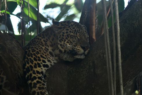 Cerita Keeper Bandung Zoo Tangkap Macan Tutul di Pemukiman Warga