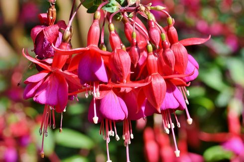 Penanganan dan Cara Menanam Bunga Fuchsia yang Dibeli Secara Online