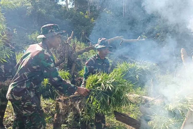 Prajurit TNI AD dari Batalyon Infanteri 123 Rajawali saat menemukan ladang ganja, ketika melakukan latihan tempur di kawasan perbukitan Tor Sihite, di Kabupaten Mandailing Natal (Madina), Selasa (11/6/2024).