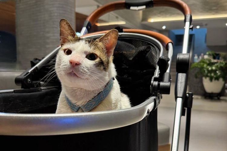 Kucing peliharaan Prabowo Subianto, Bobby Kertanegara