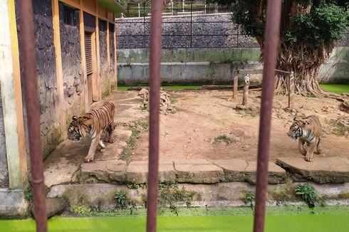 Polisi Selidiki Kematian Karyawan Kebun Binatang di Banjarnegara yang Diterkam Harimau