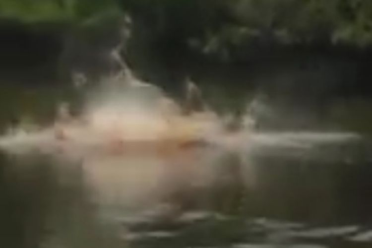 Giant crocodiles splashing in the water, as seen by locals in Jambi provinces Teluk Dawan district