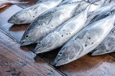 KKP: Permintaan Ikan di Lampung, Jawa Timur hingga Sulawesi Tenggara Naik 20 Persen Jelang Lebaran 