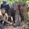 Anak Gajah Ditemukan Terluka Parah Akibat Jerat di Areal HTI Kawasan TNTN di Riau