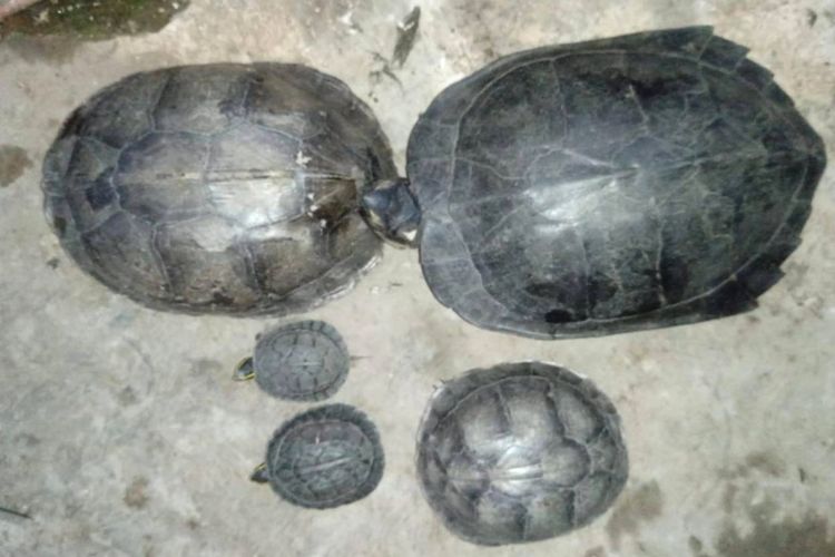 70 Kura-kura Diselundupkan dalam 21 Paket, Hendak Dikirim dari Lampung ke Pulau Jawa
