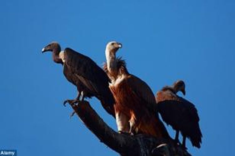 Burung pemakan bangkai.