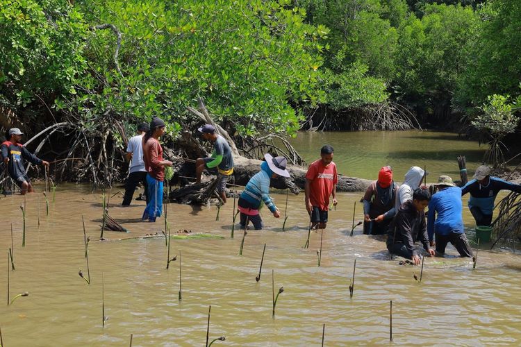 Upaya Pelestarian Ekosistem Mangrove oleh masyarakat di Kalimantan Timur.