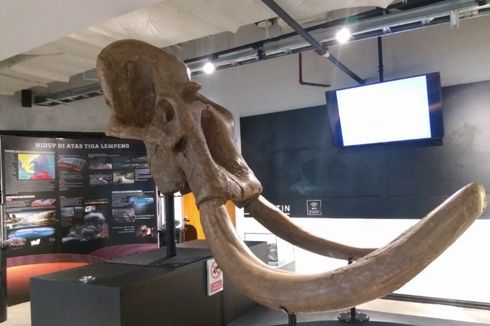 Koleksi Museum Geologi Hadir di Jakarta