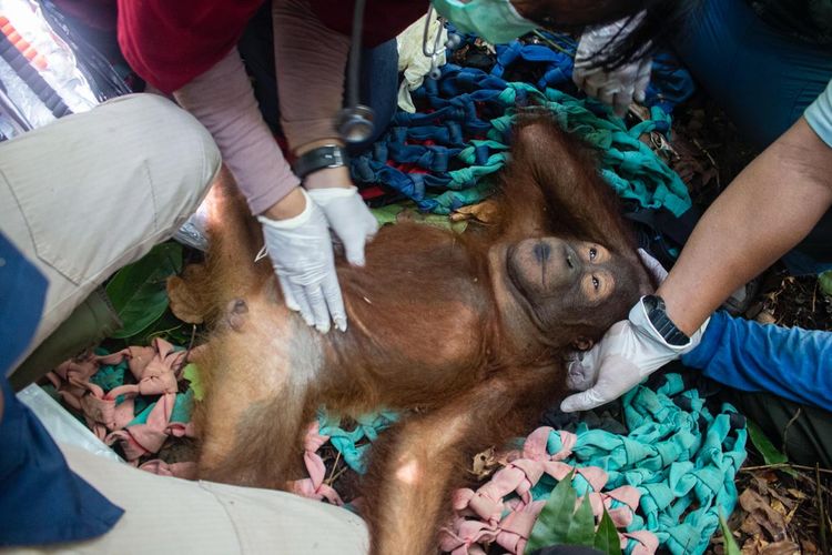 Satu individu orangtua bernama Riam dievakuasi tim gabungan BKSDA Kalimantan Barat, Jumat (10/5/2019)